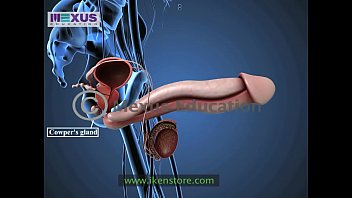 Learn About the Male and female Reproductive Systems